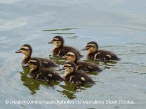 ducklings_small