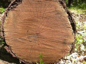 Tree Rings_small